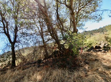 12507 Angel Wing Ln, Smartville, CA 95977 Photo
