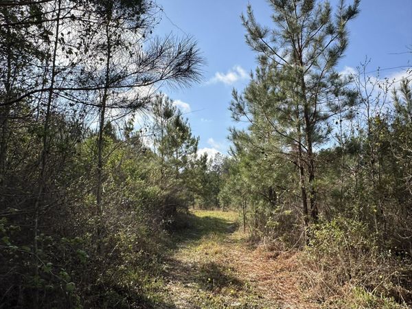 15.5+/-AC Snider Avenue, Other, AL 00000