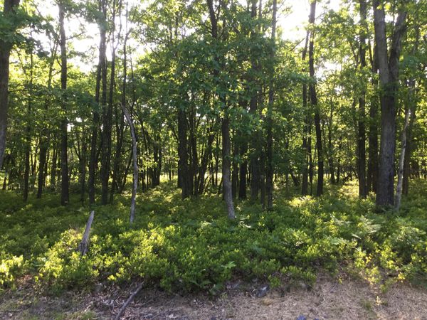 TW Lot 107 Sweet Birch Drive, Hazle Twp, PA 18202