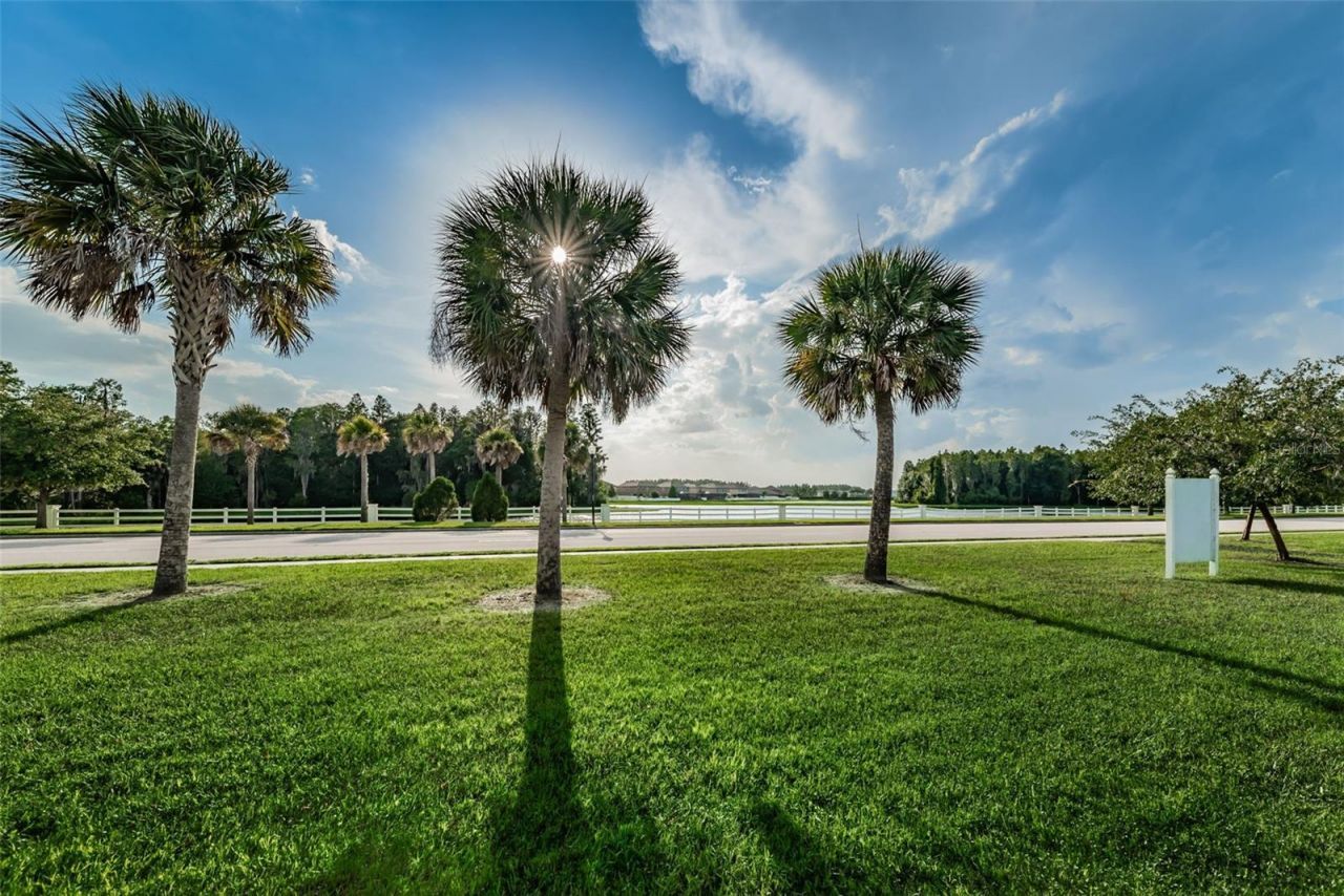 1345 Halapa Way, Trinity, FL 34655 Photo