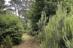 141b Coffin Point Road  photo 4