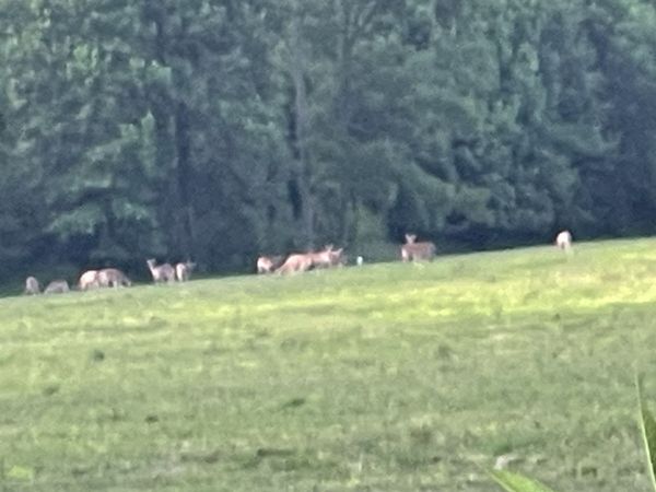 11517 Mt Carmel Rd, Decaturville, TN 38329