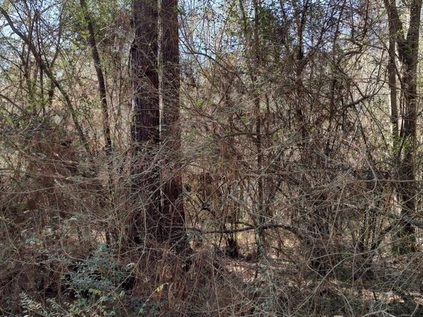 0 Pecan Dr., Lumberton, MS 39455