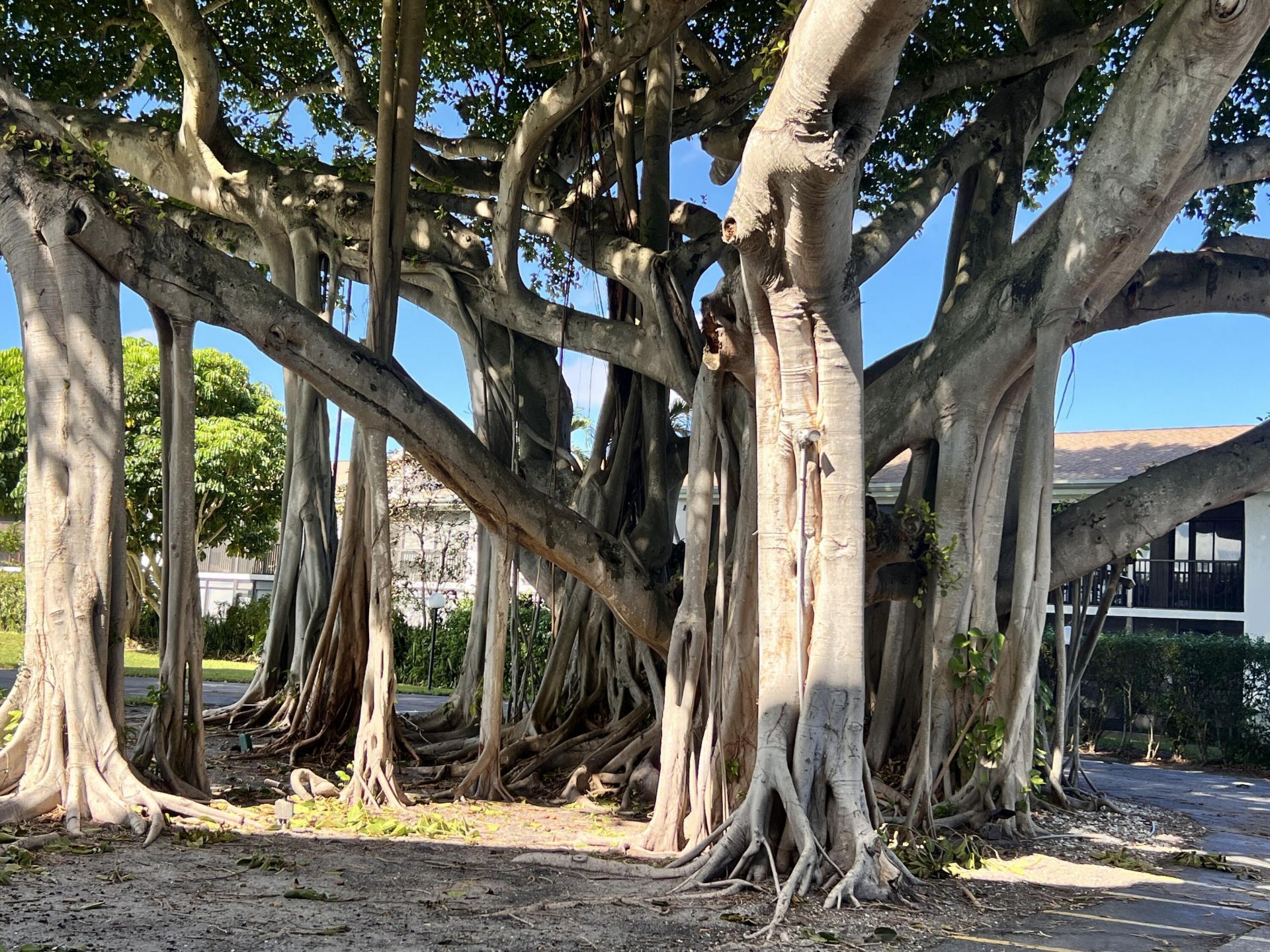 555 Banyan Tree Lane, Unit 307, Delray Beach, FL 33483 Photo