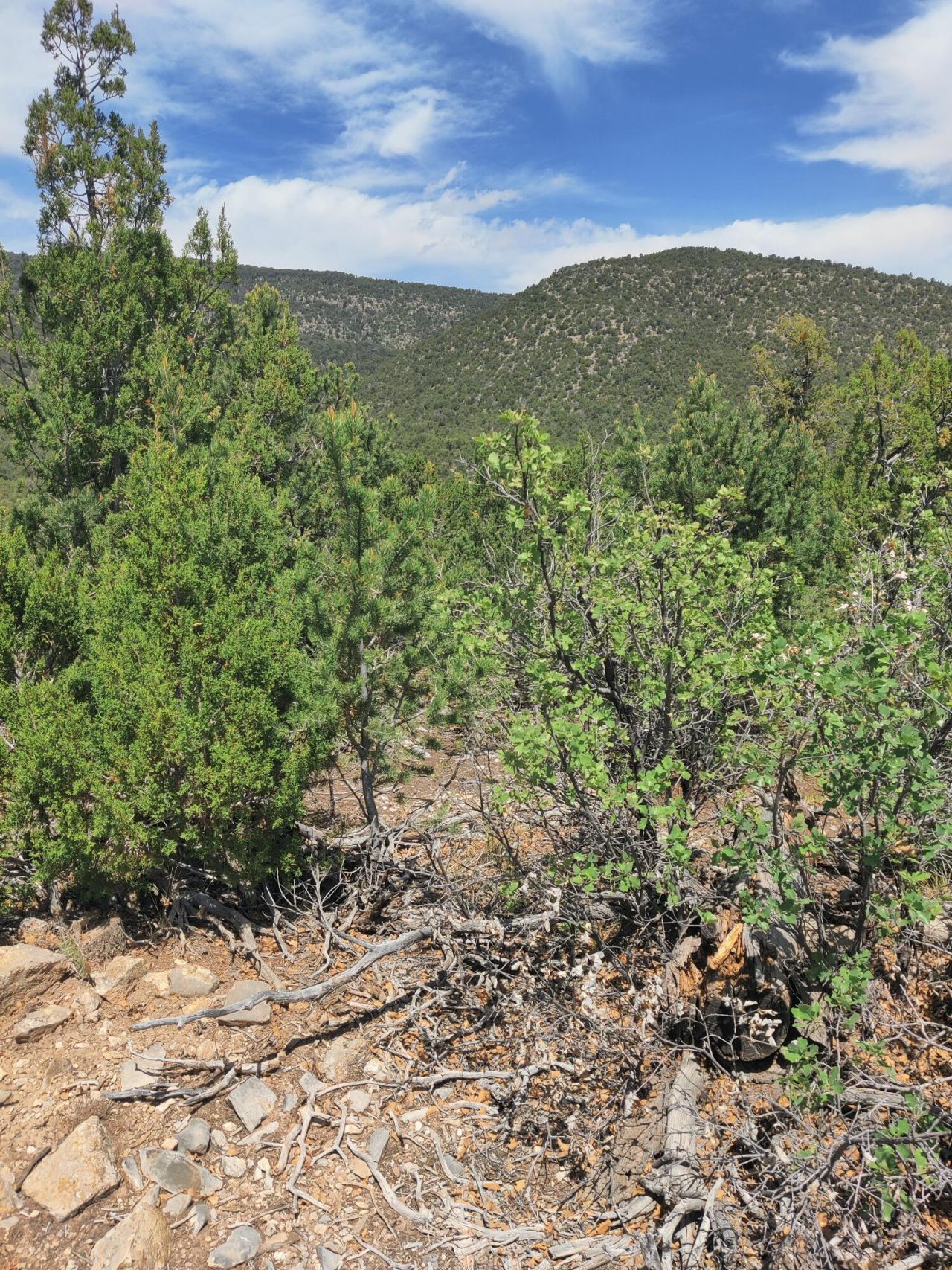 Skyline Lot 14 Place , Sandia Park, NM 87047 Main Photo