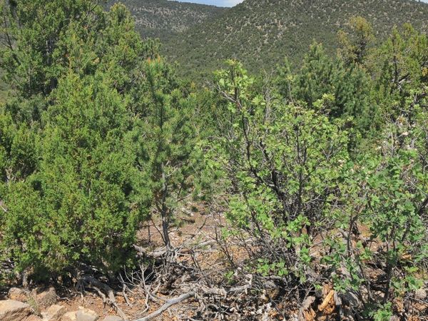 Skyline Lot 14 Place , Sandia Park, NM 87047