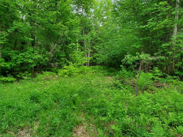 Lot 50 (Map 14), Andover, ME 04216