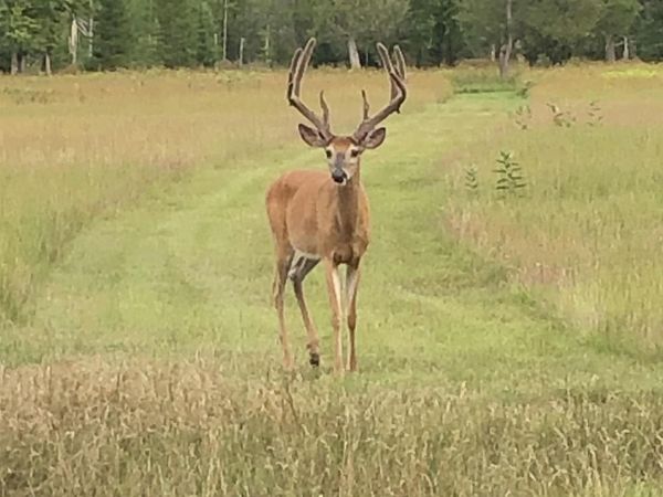 Sullivan Road S, Cedar, MI 49621