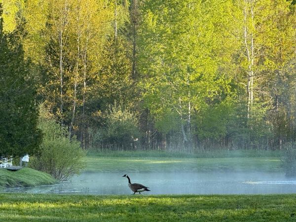 8401 Sullivan Road S, Cedar, MI 49621