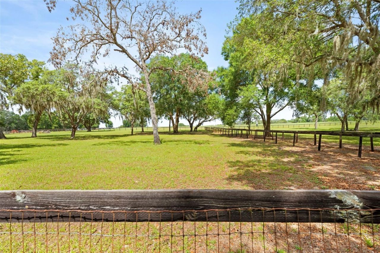 19509 Paso Fino Way, Dade City, FL 33523 Photo