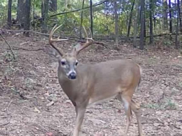 Tracewood Drive, Dennard, AR 72629