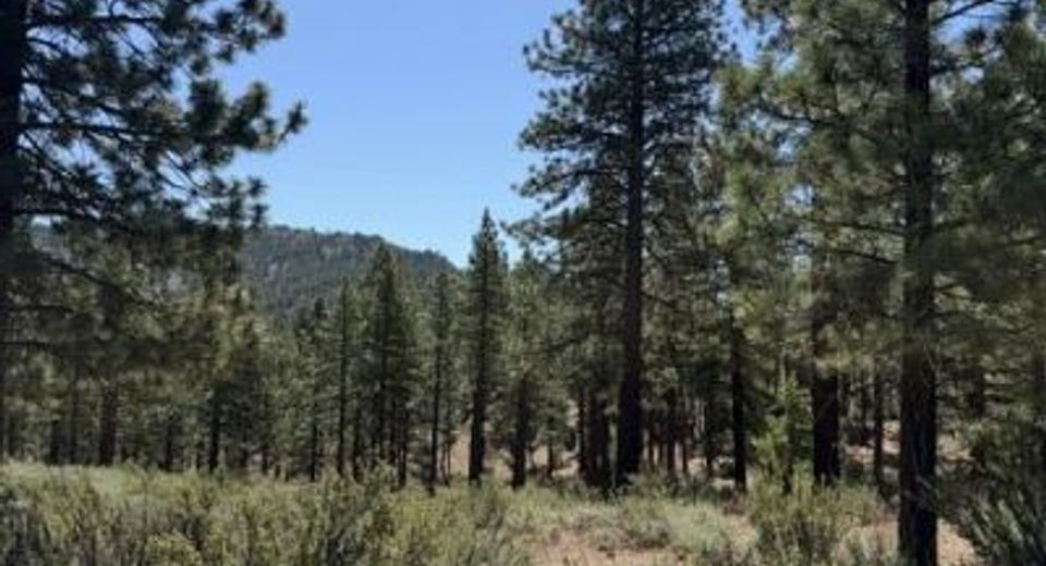 205 Haskell Mill Court, Carson City, NV 89705 Photo