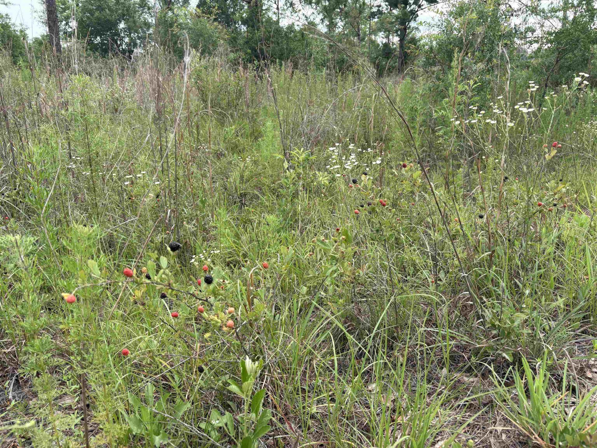 000 NW 48th Way, Jennings, FL 32053 Photo