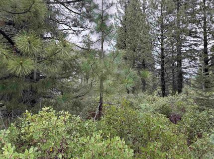 305 Bailey Creek Drive, Lake Almanor, CA 96137 Photo
