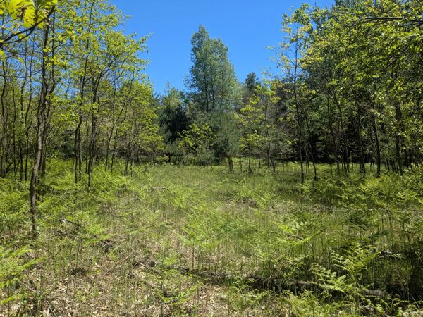 40ac V/L Clements Road, Kaleva, MI 49645