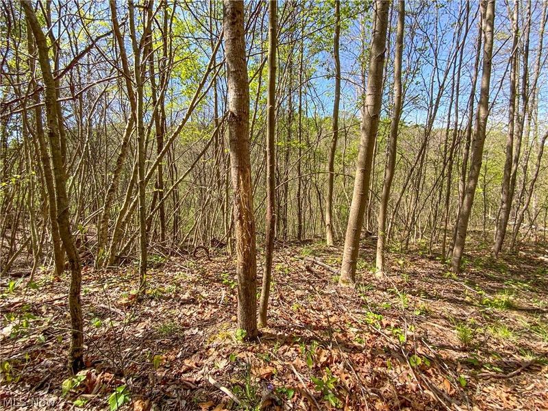 0 Brushy Hill Road, Jerusalem, OH 43716 Photo 10