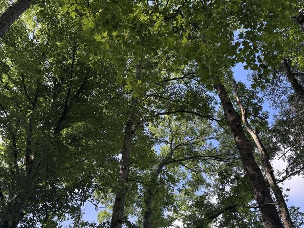 0 Po Biddy Road, Thomaston, GA 30286