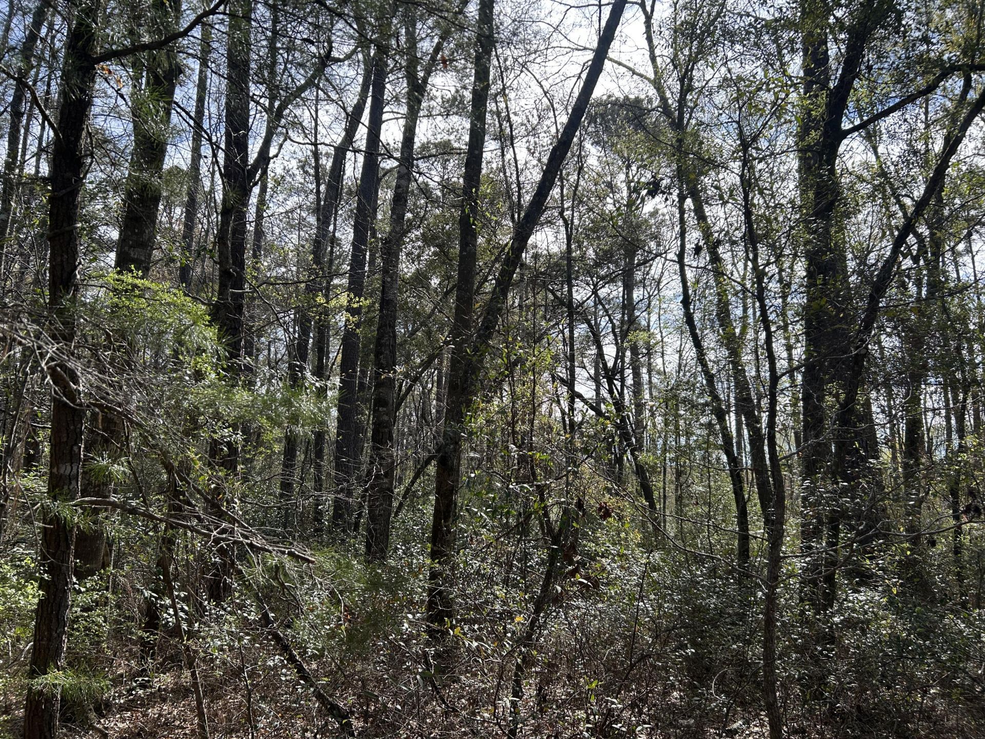 11 Boat Landing Road Photo 14