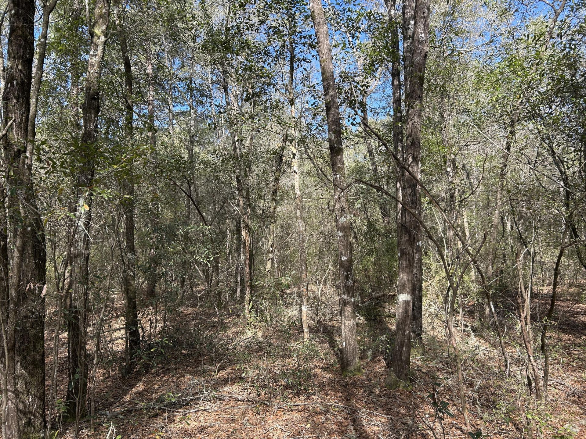 11 Boat Landing Road Photo 15