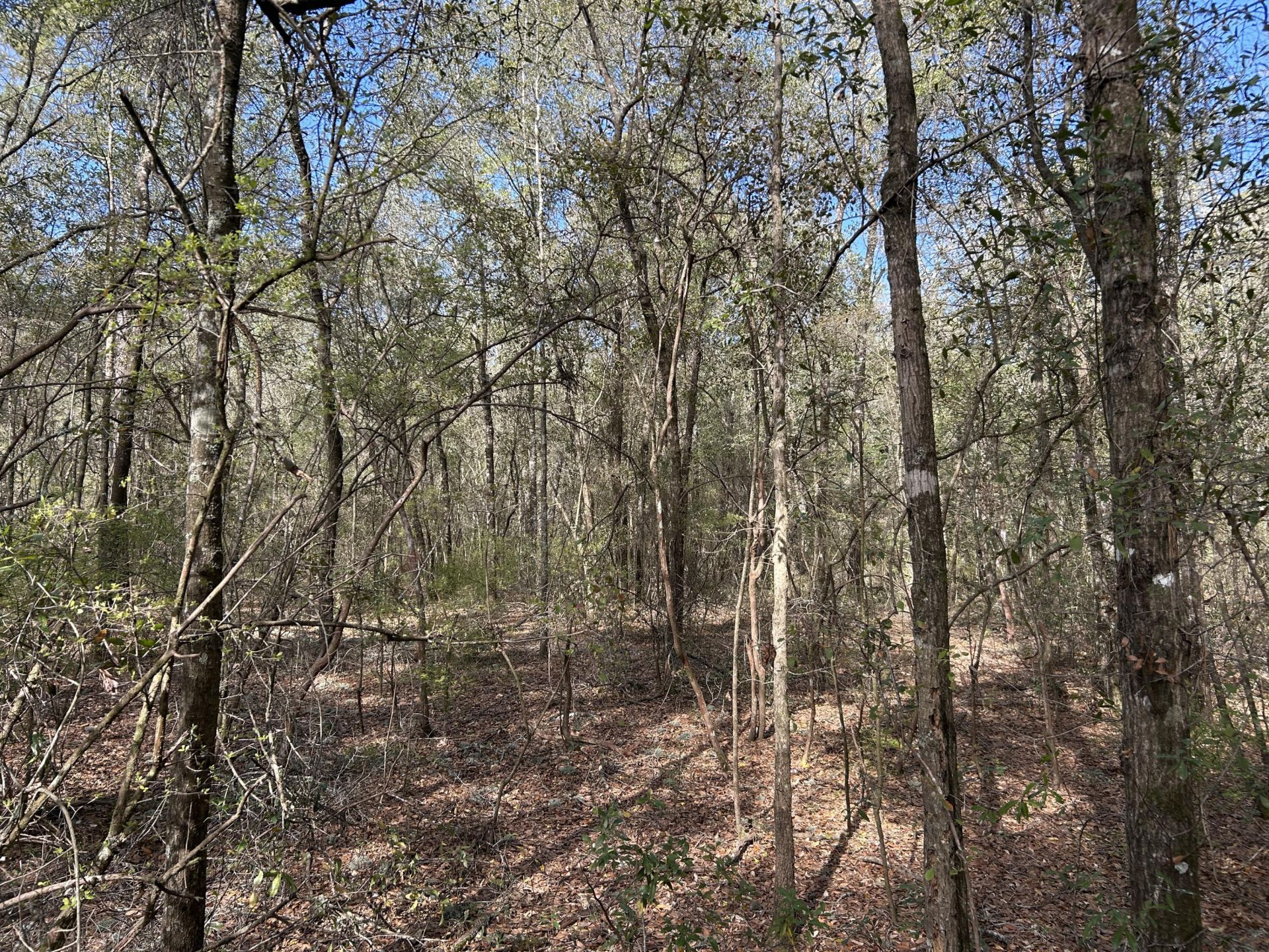 11 Boat Landing Road Photo 6