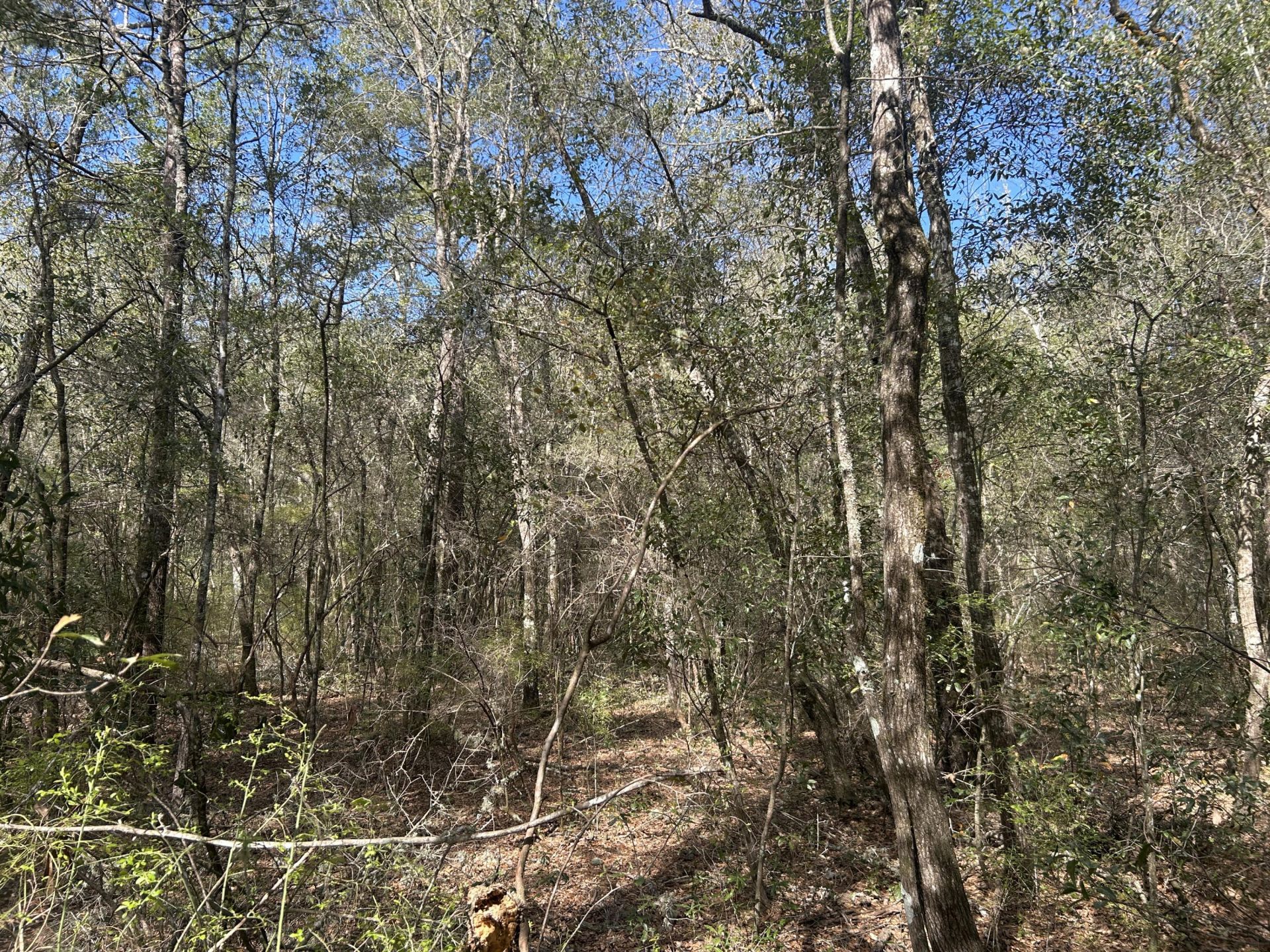 11 Boat Landing Road Photo 7
