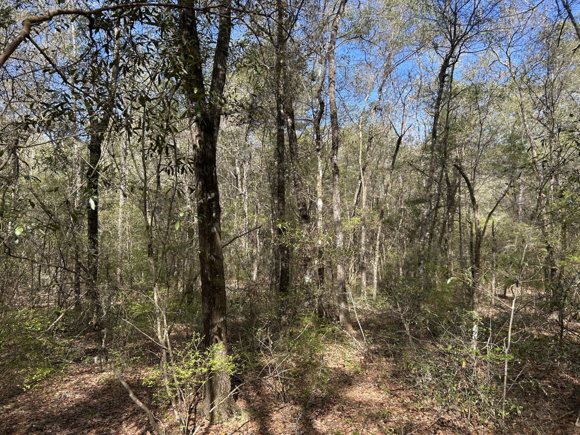 11 Boat Landing Road Photo 9