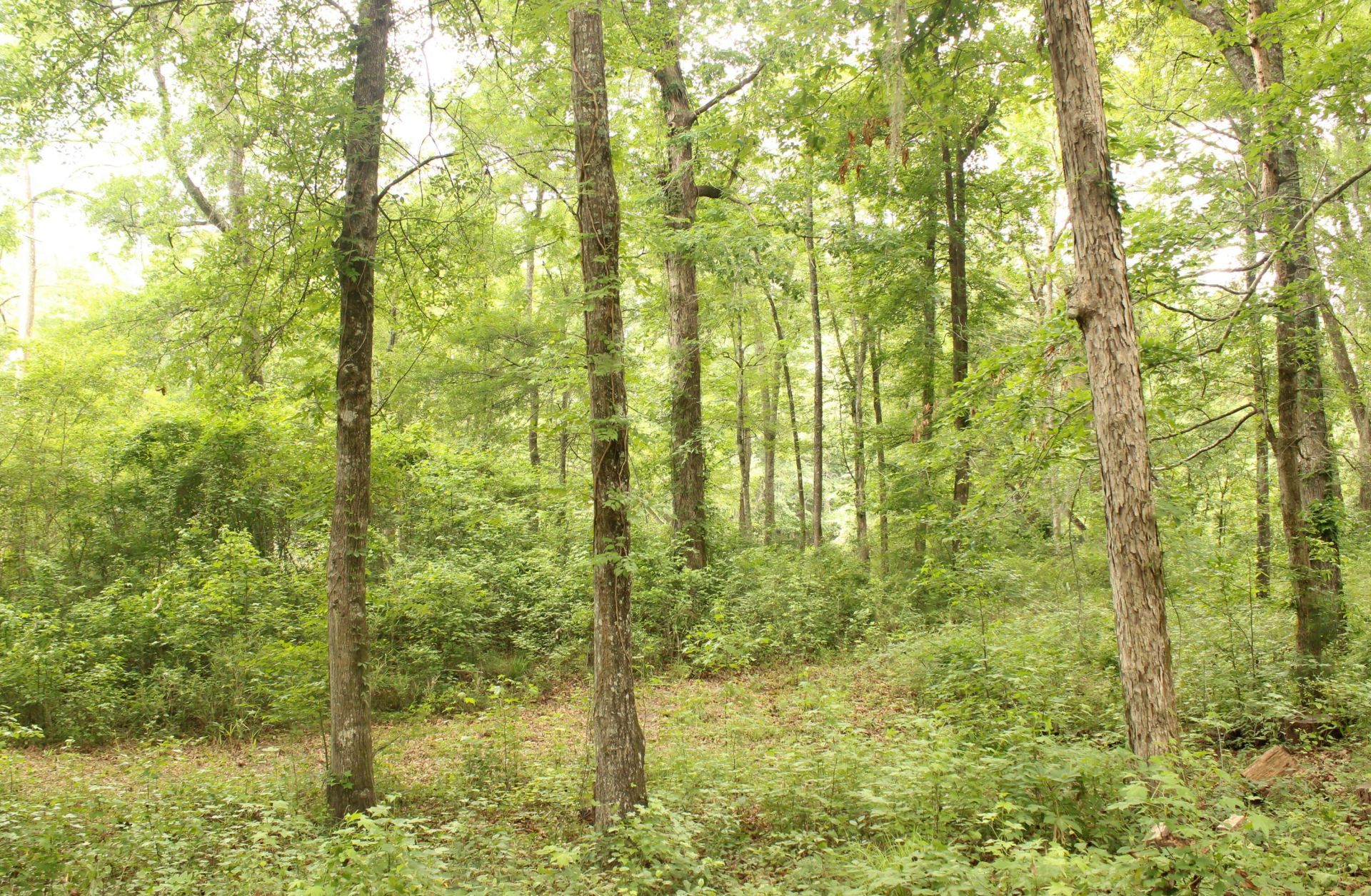 5451 Wire Road Photo 30