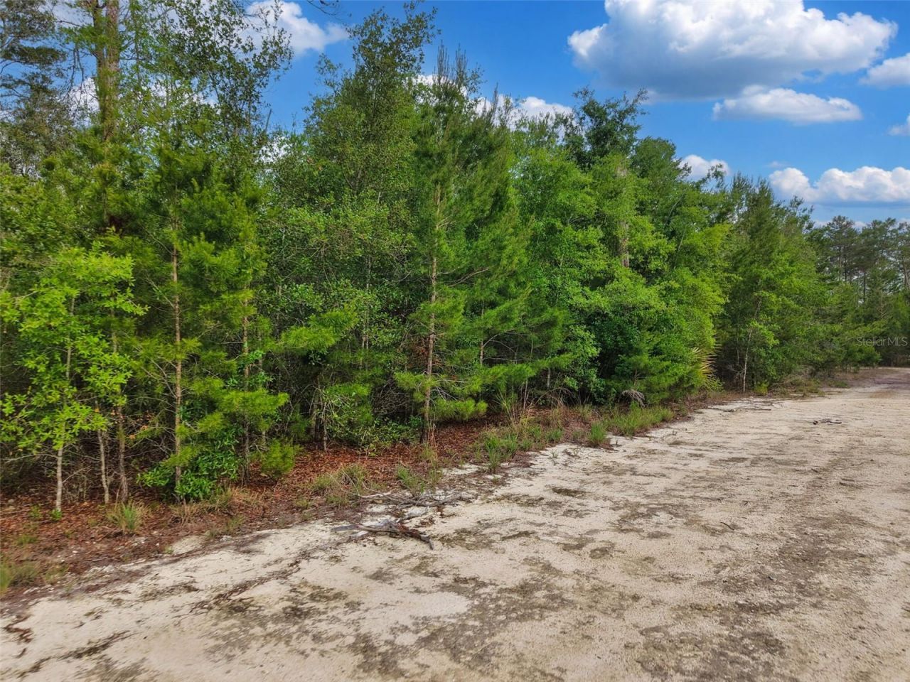 Savanna Lane , Steinhatchee, FL 32359 Photo