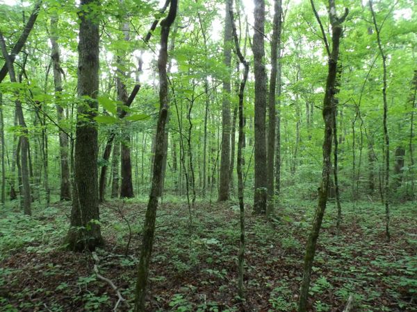 000 Beech Point Circle, Crossville, TN 38572