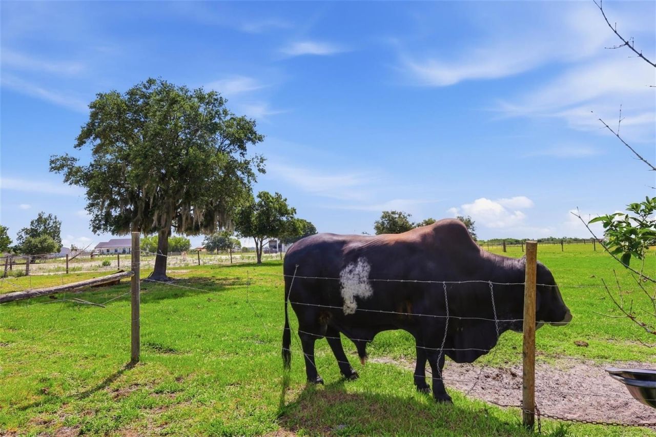 13105 Mj Road, Myakka City, FL 34251 Photo