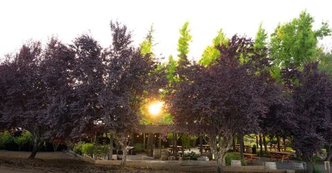 20680 Shenandoah School Road, Plymouth, CA 95669 Photo