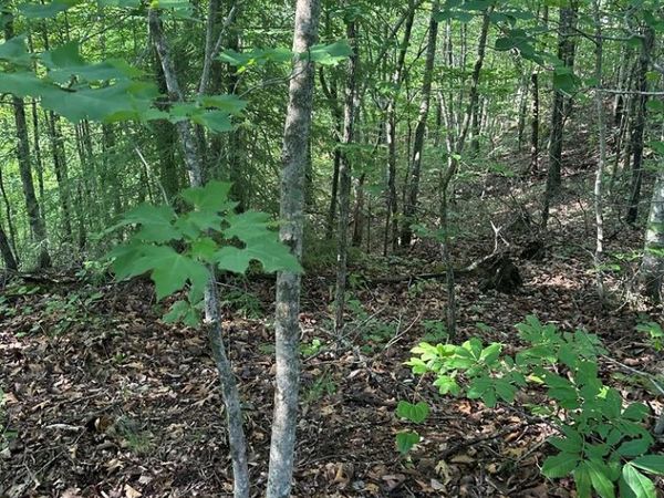 Lot 2 Buckeye Lane, Wilder, TN 38589