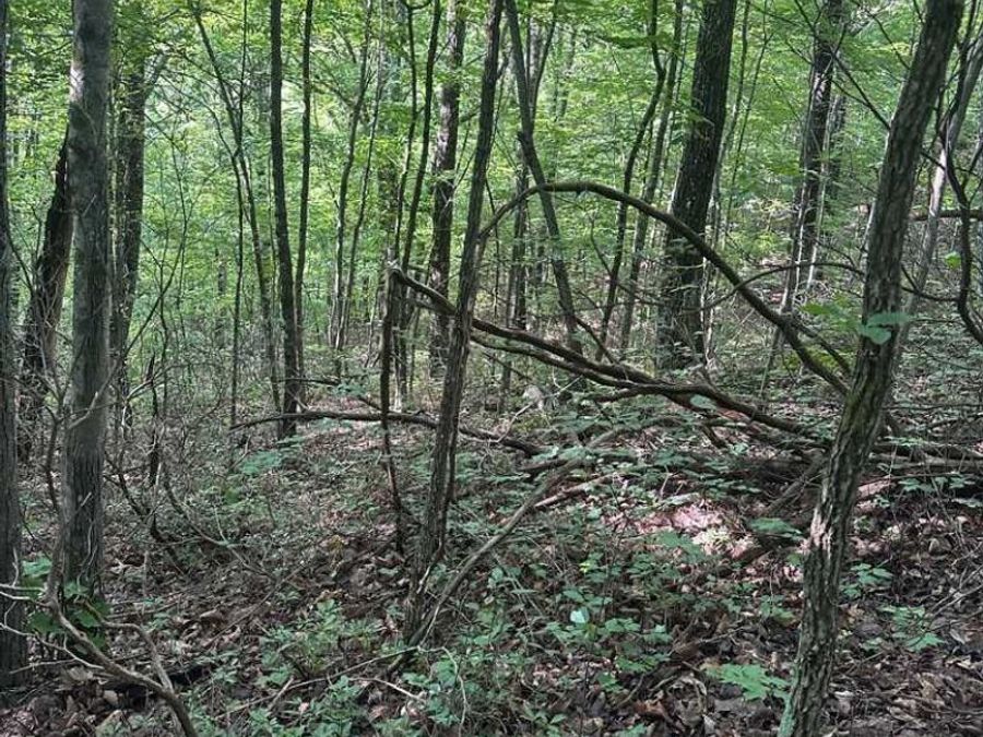 Property Image 7