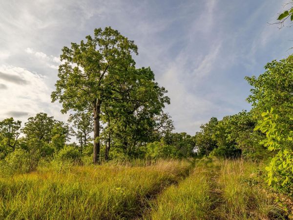 225 Cory's Trail , Theodosia, MO 65761