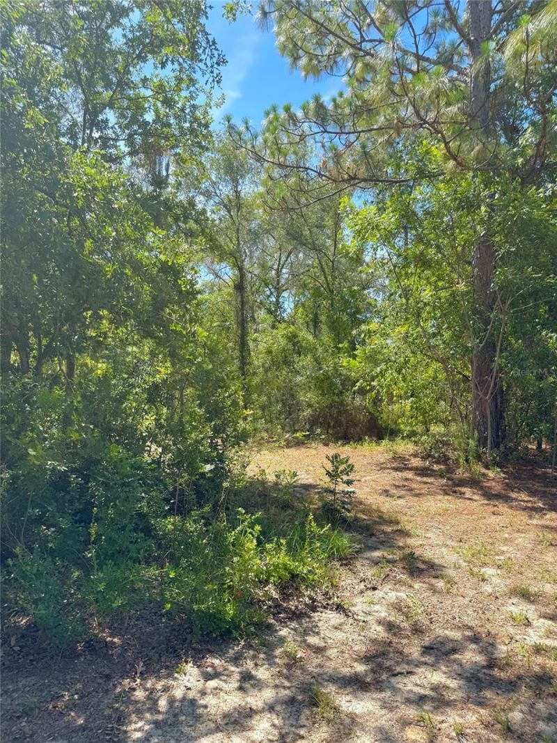 5331 SE 122 Avenue , Morriston, FL 32668 Photo