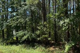 7 Orange Blossom Street (lot 18) photo 4
