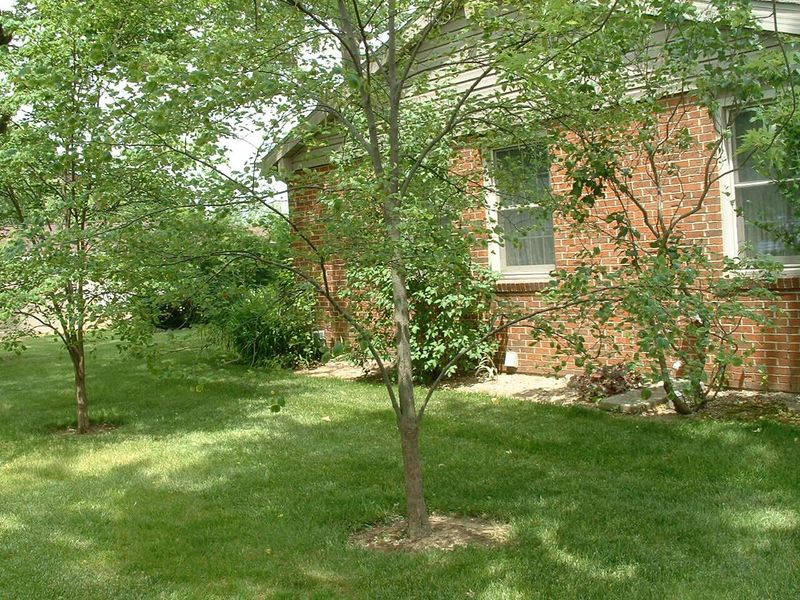 814 Aster Drive, Wapakoneta, OH 45895 Photo 4