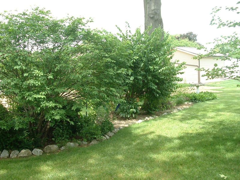 814 Aster Drive, Wapakoneta, OH 45895 Photo 7