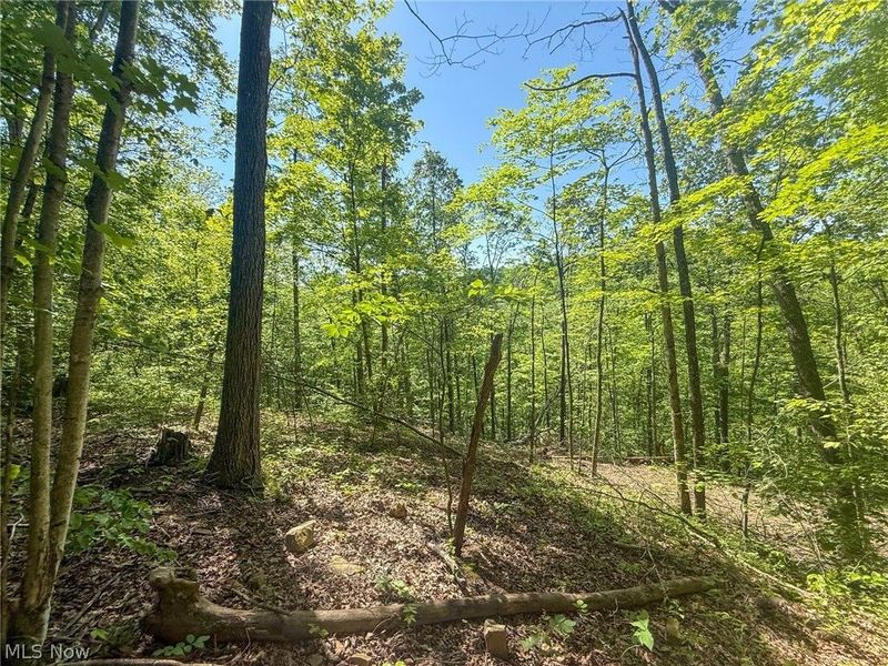 St Rt 555, Chesterhill, OH 43728 Photo 24