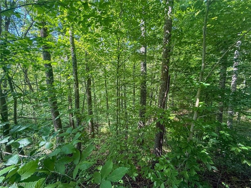 St Rt 555, Chesterhill, OH 43728 Photo 3