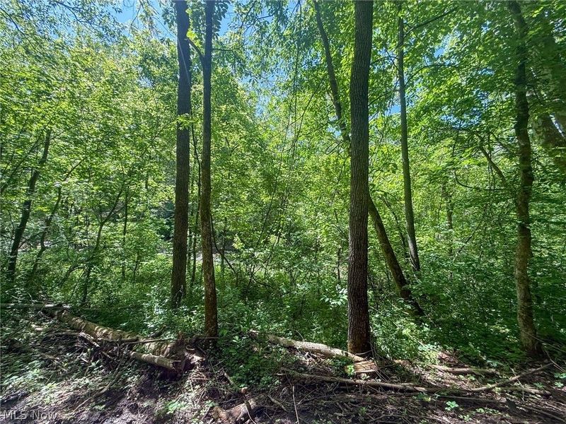 St Rt 555, Chesterhill, OH 43728 Photo 35