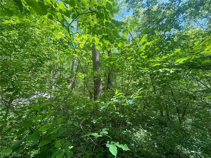St Rt 555, Chesterhill, OH 43728 Photo 36