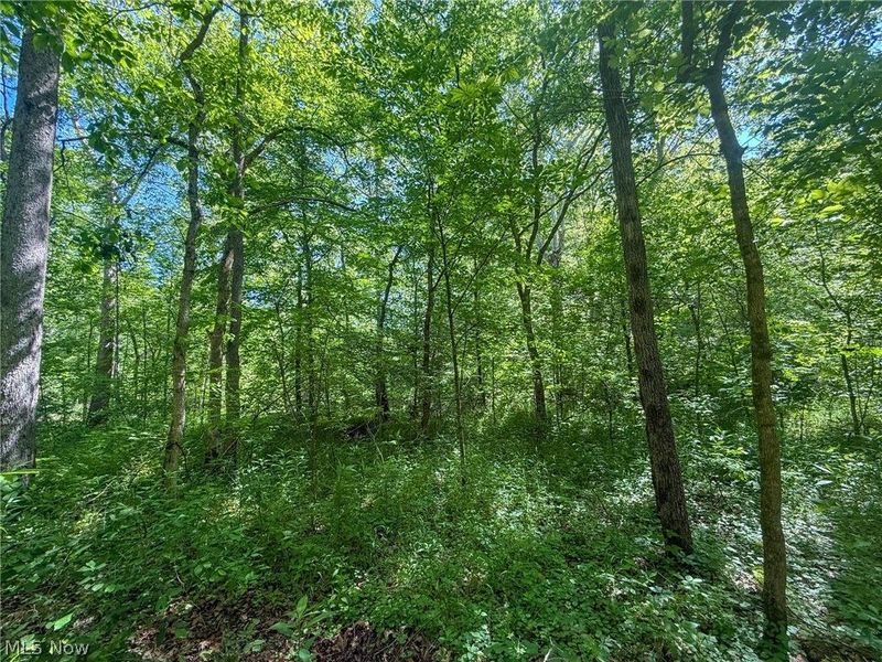 St Rt 555, Chesterhill, OH 43728 Photo 44