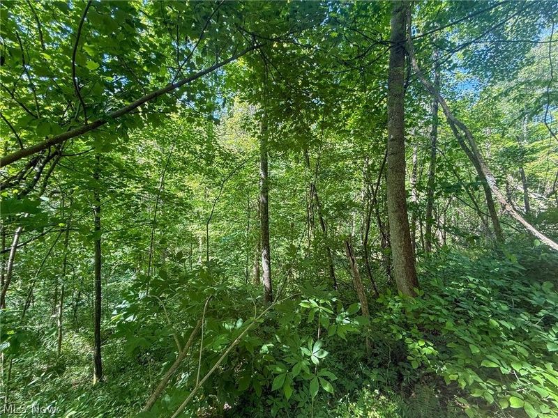St Rt 555, Chesterhill, OH 43728 Photo 8