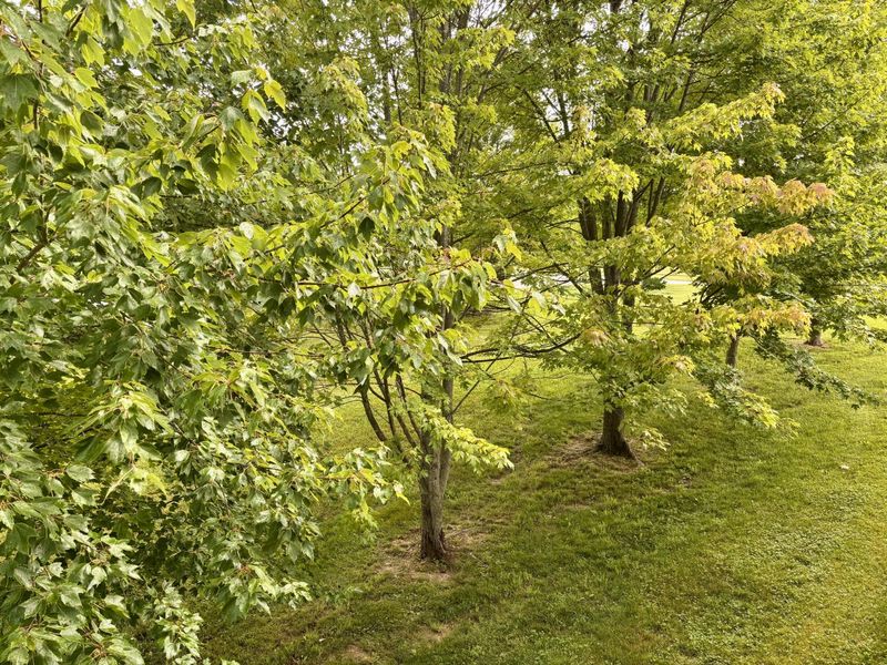 225 Maple Ridge Street, Crittenden, KY 41030 Photo 44