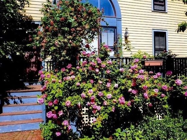 71 Abbottsford, Brookline, MA 02446