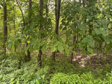 Tipsico Lake , Highland Twp, MI 48357
