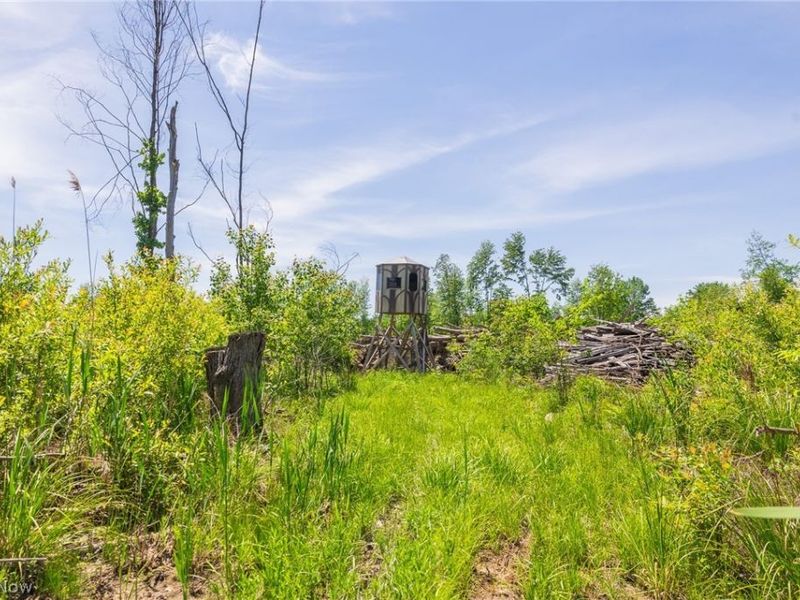Sampson Drive, Youngstown, OH 44505 Photo 6