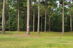 1152 Fiddlehead Way  photo 4