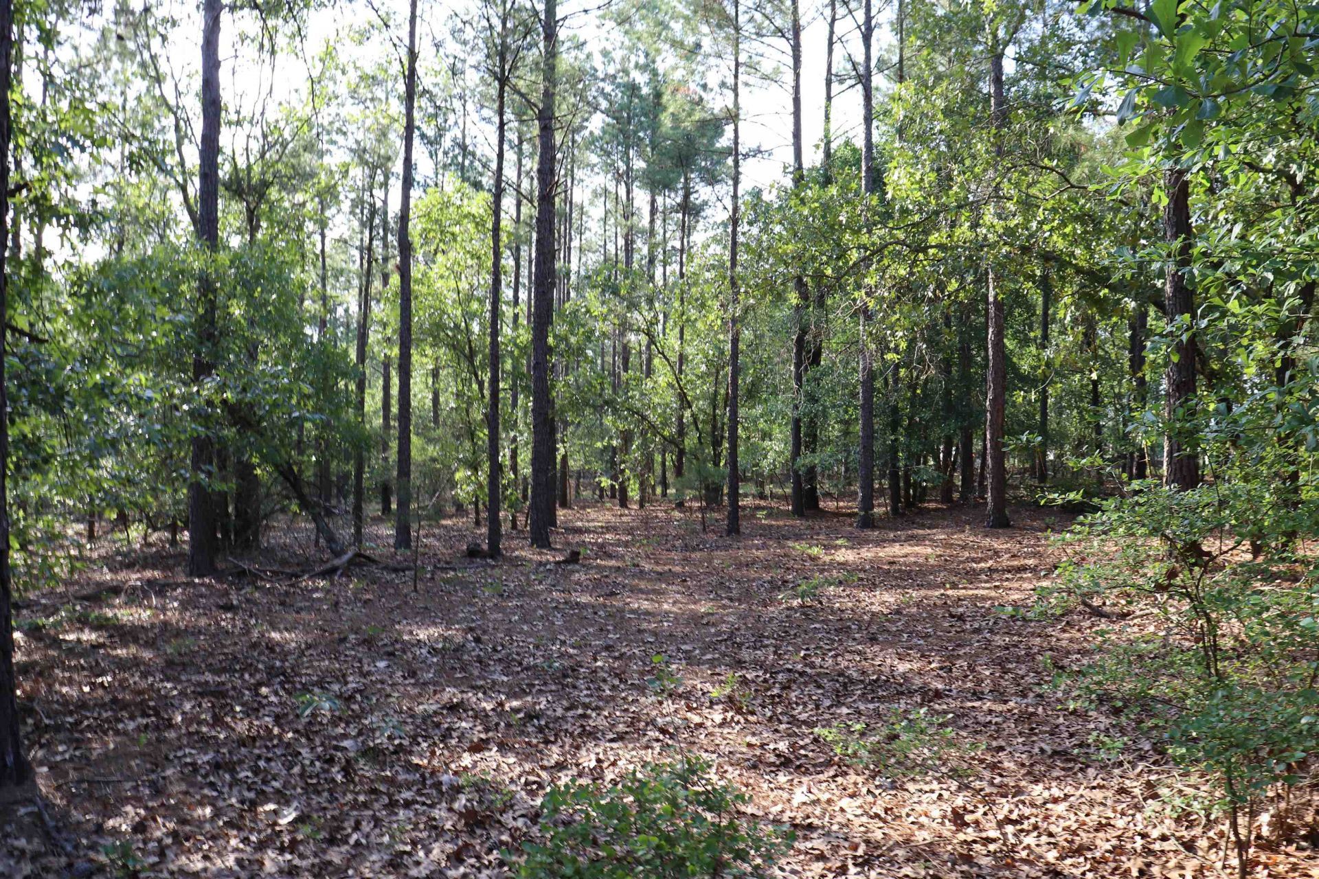 2631 Charlie Johnson Rd  Photo 21